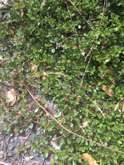 Ceanothus gloriosus gloriosus