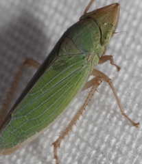 Draeculacephala minerva