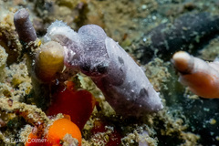 Sepia bandensis