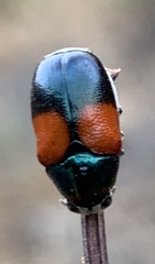 Megalostomis pyropyga