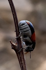 Megalostomis pyropyga