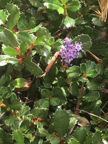Ceanothus gloriosus var. gloriosus