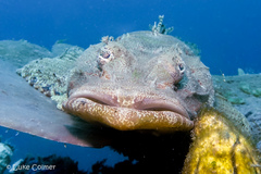 Cymbacephalus beauforti