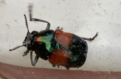 Megalostomis pyropyga