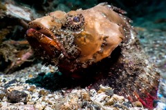 Scorpaenopsis macrochir