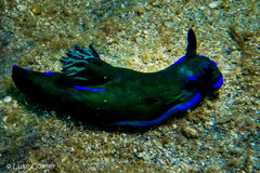 Tambja morosa