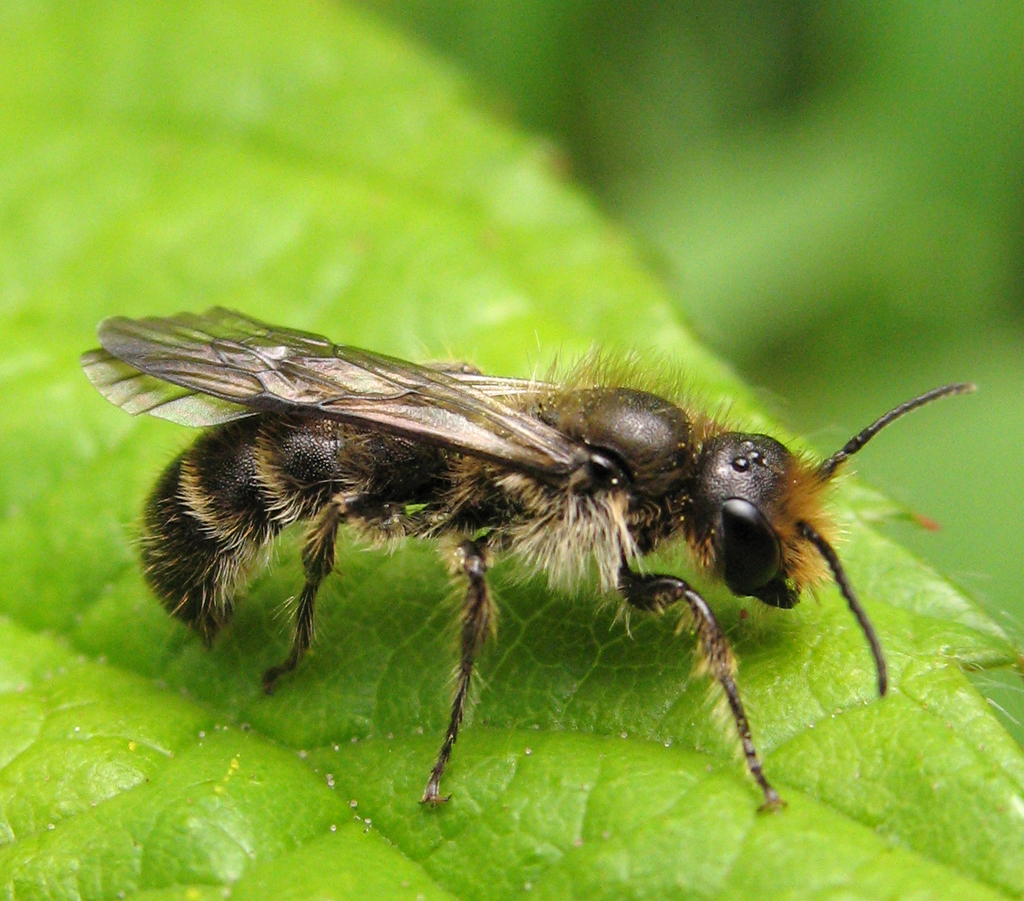 Sleepy Scissor Bee