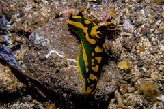 Tambja gabrielae