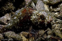 Scorpaenopsis