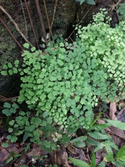 Adiantum raddianum