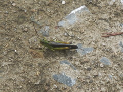 Megaulacobothrus aethalinus