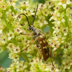 Typocerus