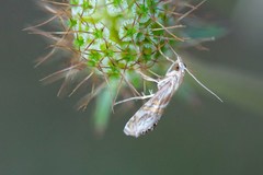 Euchromius anapiellus