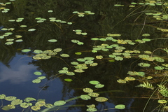 Nuphar pumila
