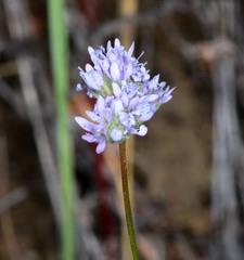 Gilia capitata