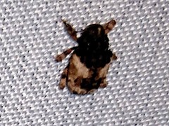 Cryptorhynchus fuscatus