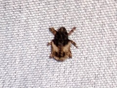 Cryptorhynchus fuscatus