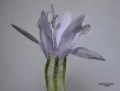 Gilia capitata