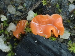Pulvinula archeri