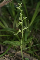 Neottia auriculata