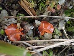 Pulvinula archeri
