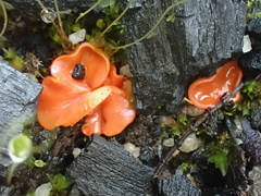 Pulvinula archeri