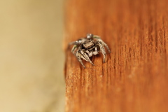 Habronattus festus