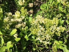 Gundlachia corymbosa