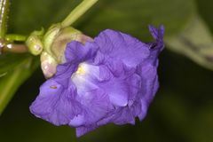 Strobilanthes callosa