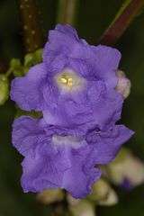 Strobilanthes callosa