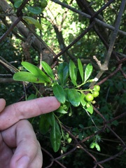 Bourreria virgata