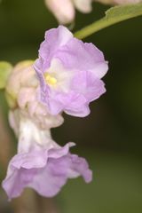 Strobilanthes callosa