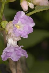 Strobilanthes callosa