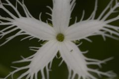 Trichosanthes