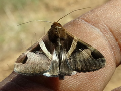 Melipotis fasciolaris