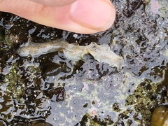 Enchiridium punctatum