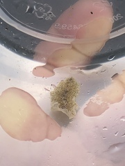 Enchiridium punctatum