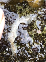 Enchiridium punctatum