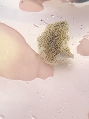 Enchiridium punctatum