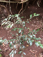 Diospyros pentamera
