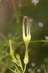 Ceropegia attenuata