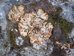 Solorina crocea