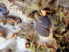 Solorina crocea