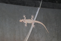 Hemidactylus frenatus