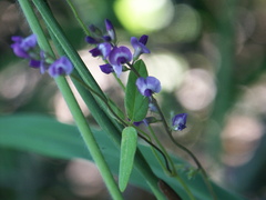 Glycine cyrtoloba