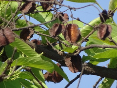 Terminalia elliptica