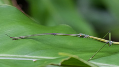 Phraortes stomphax