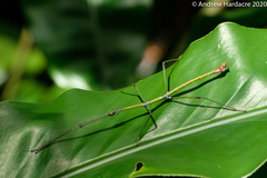 Phraortes stomphax