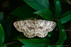 Ophthalmitis herbidaria