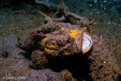 Scorpaenopsis macrochir